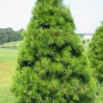 Spruce Pine Tree