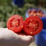 EXCLUSIVE: Major update for Brits buying tomatoes after horror salmonella outbreak kills 29