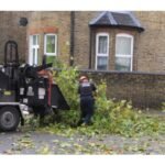 Tree Surgeons South London