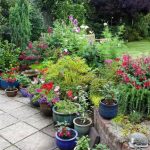 ‘I’m a gardening expert – this 1 drink will help your plants grow quicker and stronger’