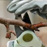 High Wycombe Tree Surgeons
