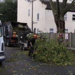 Tree Surgeons Enfield